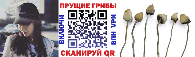 ОМГ ОМГ   Заозёрск  Псилоцибиновые грибы прущие грибы 